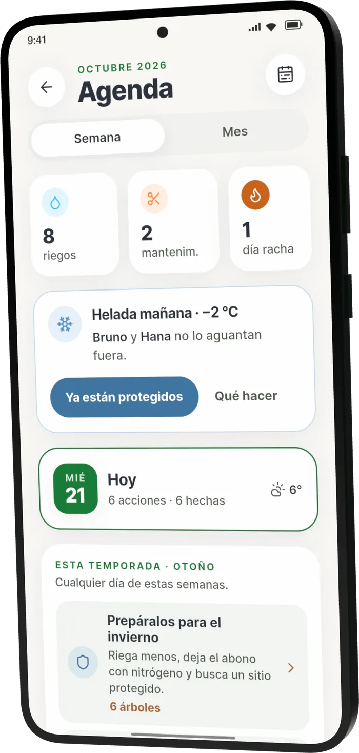 Agenda de Bonsari: los cuidados de la semana, el aviso de helada y las tareas de temporada