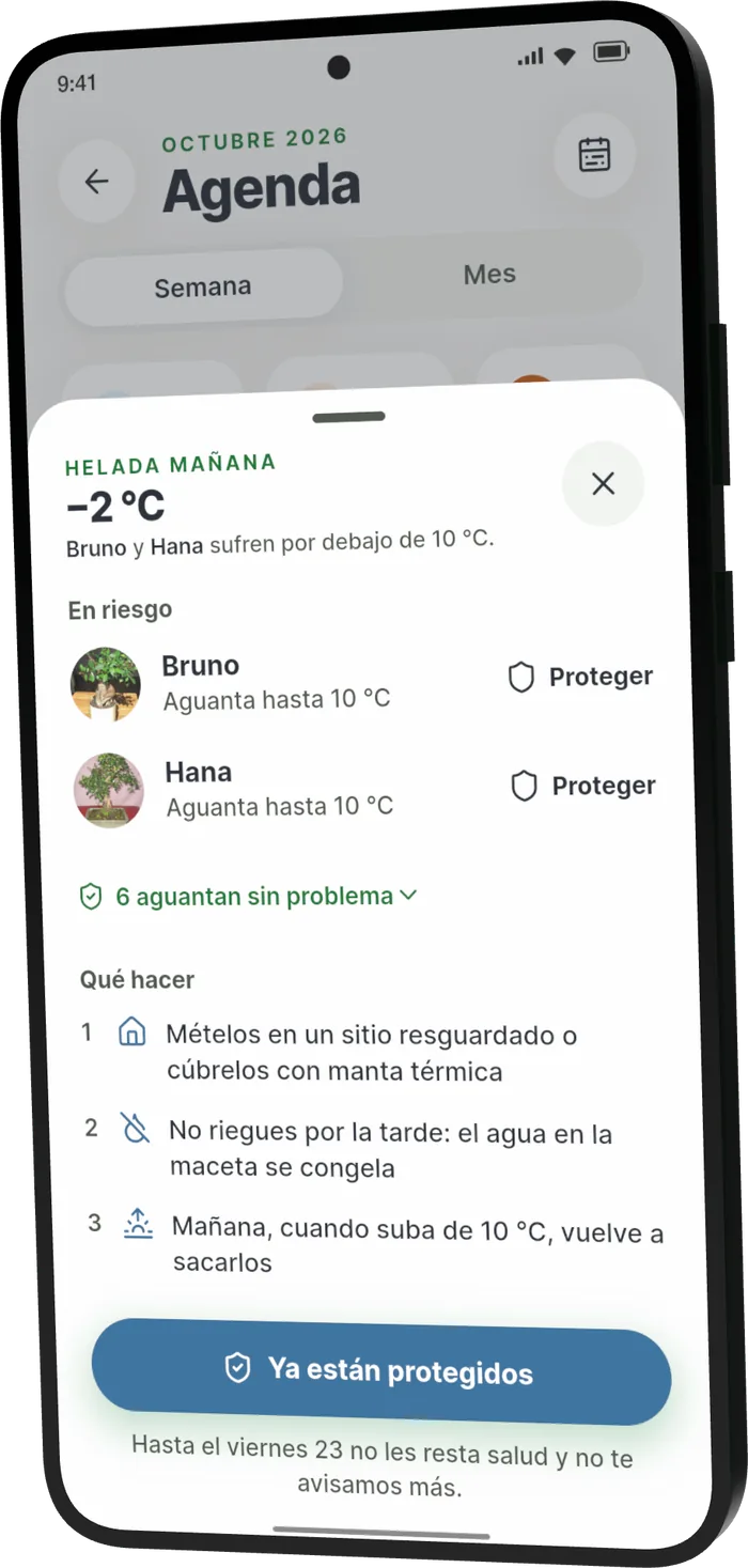 Hoja «Qué hacer» de Bonsari ante una helada: los árboles que aguantan hasta 10 °C, a resguardo