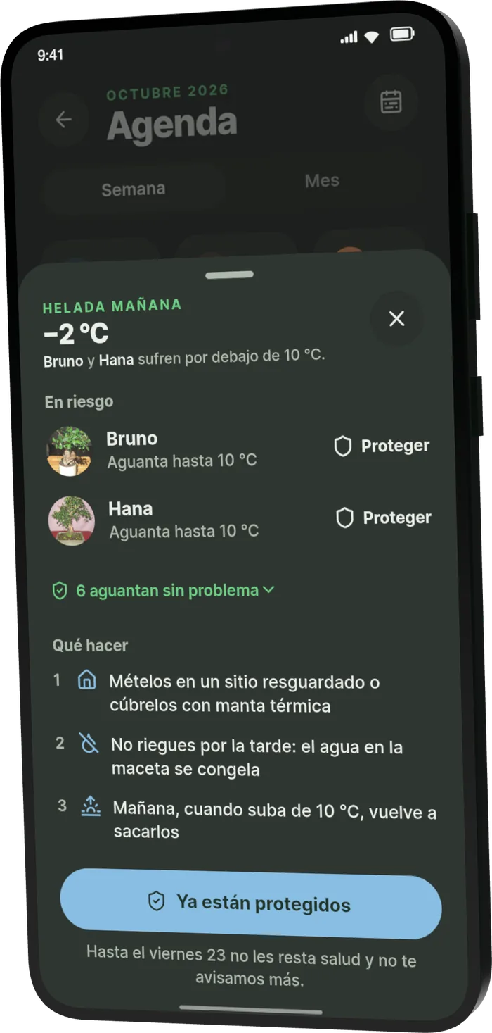 Hoja «Qué hacer» de Bonsari ante una helada: los árboles que aguantan hasta 10 °C, a resguardo
