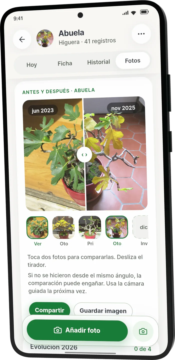 Fotos de la Abuela, una higuera, en Bonsari: comparador antes y después de junio de 2023 a noviembre de 2025