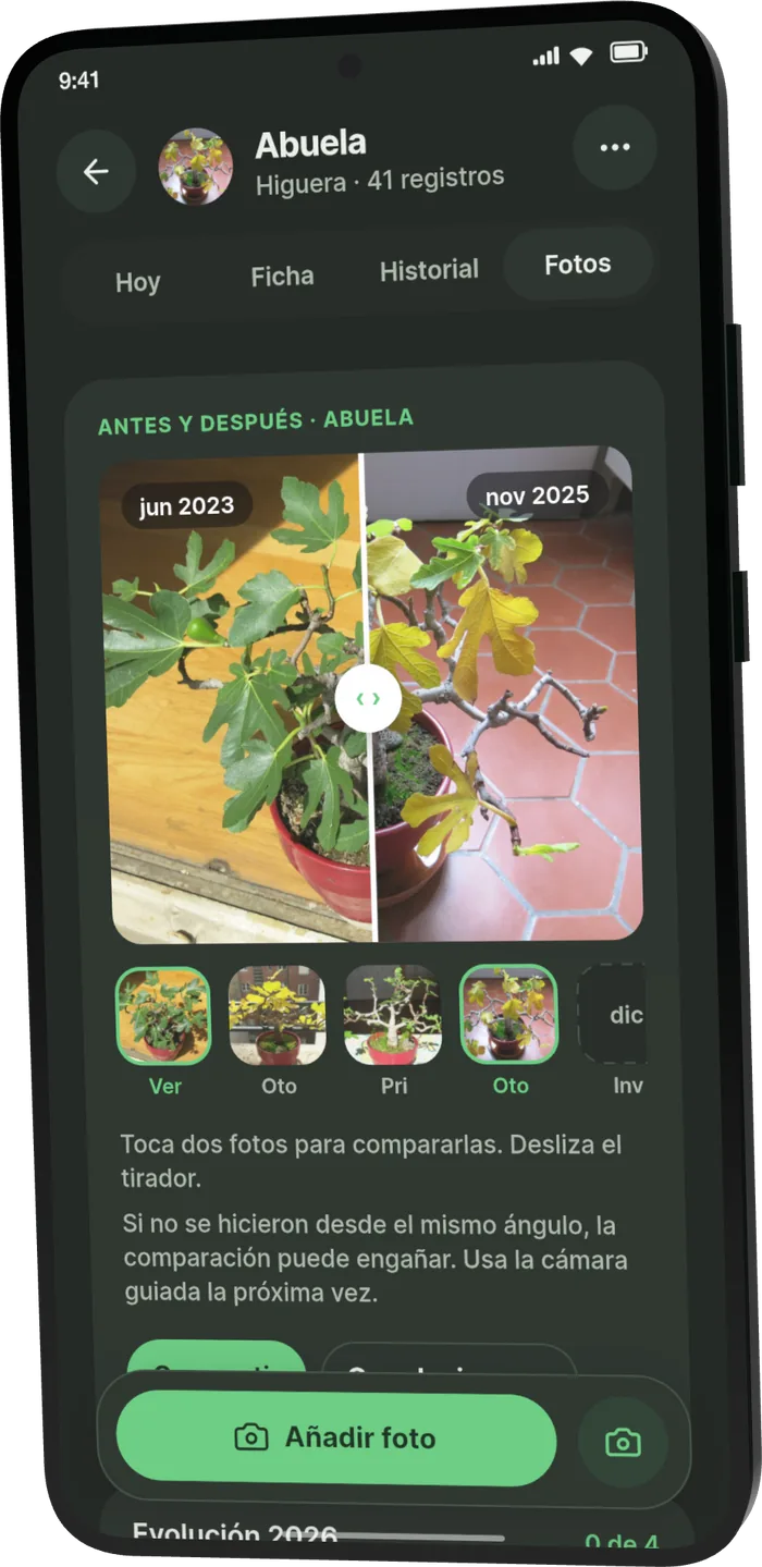 Fotos de la Abuela, una higuera, en Bonsari: comparador antes y después de junio de 2023 a noviembre de 2025