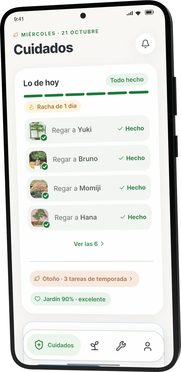 Cuidados en Bonsari: lo de hoy (regar a Yuki, Bruno, Momiji y Hana, todo hecho)
