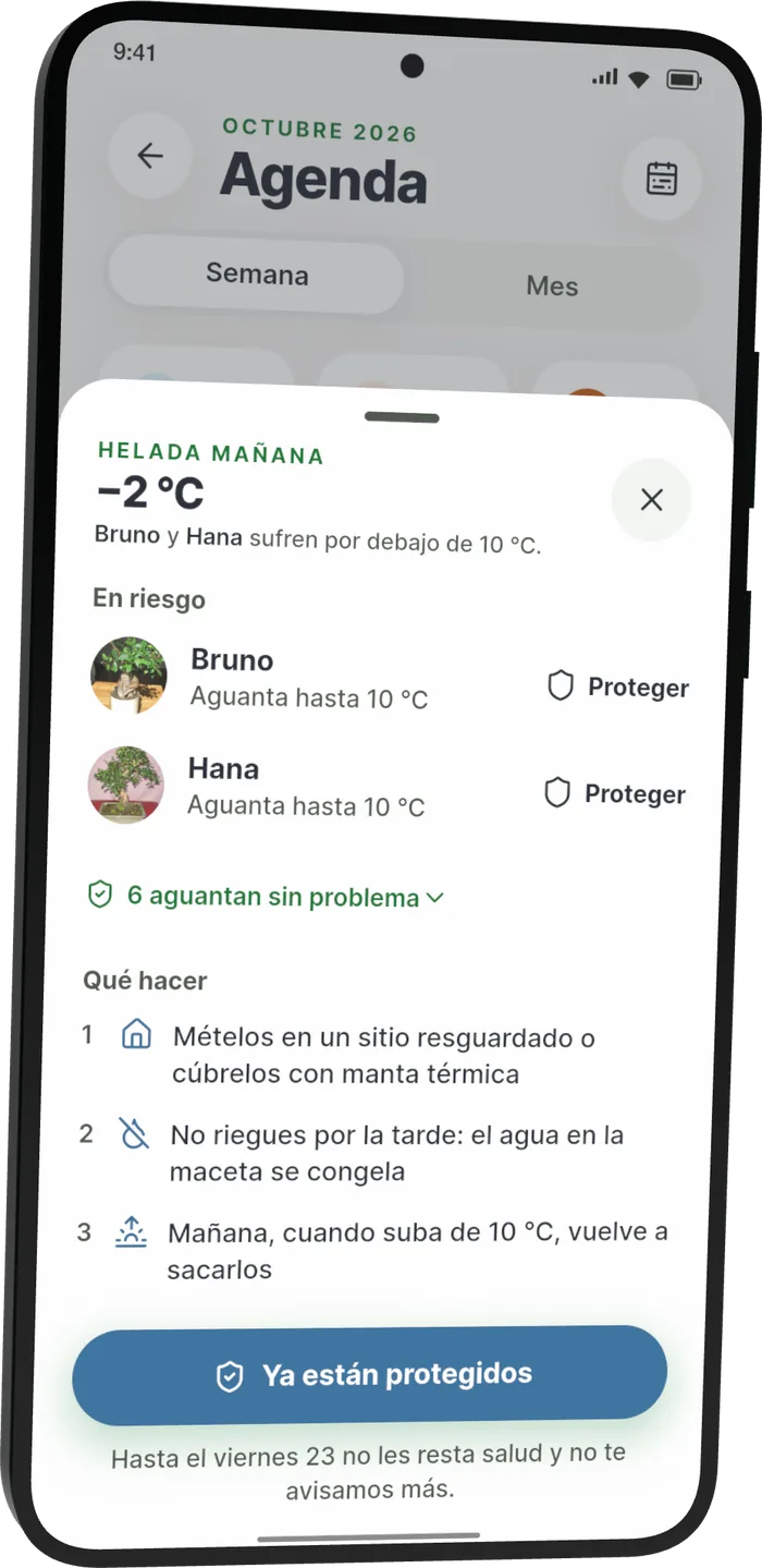 Hoja «Qué hacer» ante la helada: meterlos a resguardo o cubrirlos con manta térmica, no regar por la tarde y sacarlos cuando suba de 10 °C.