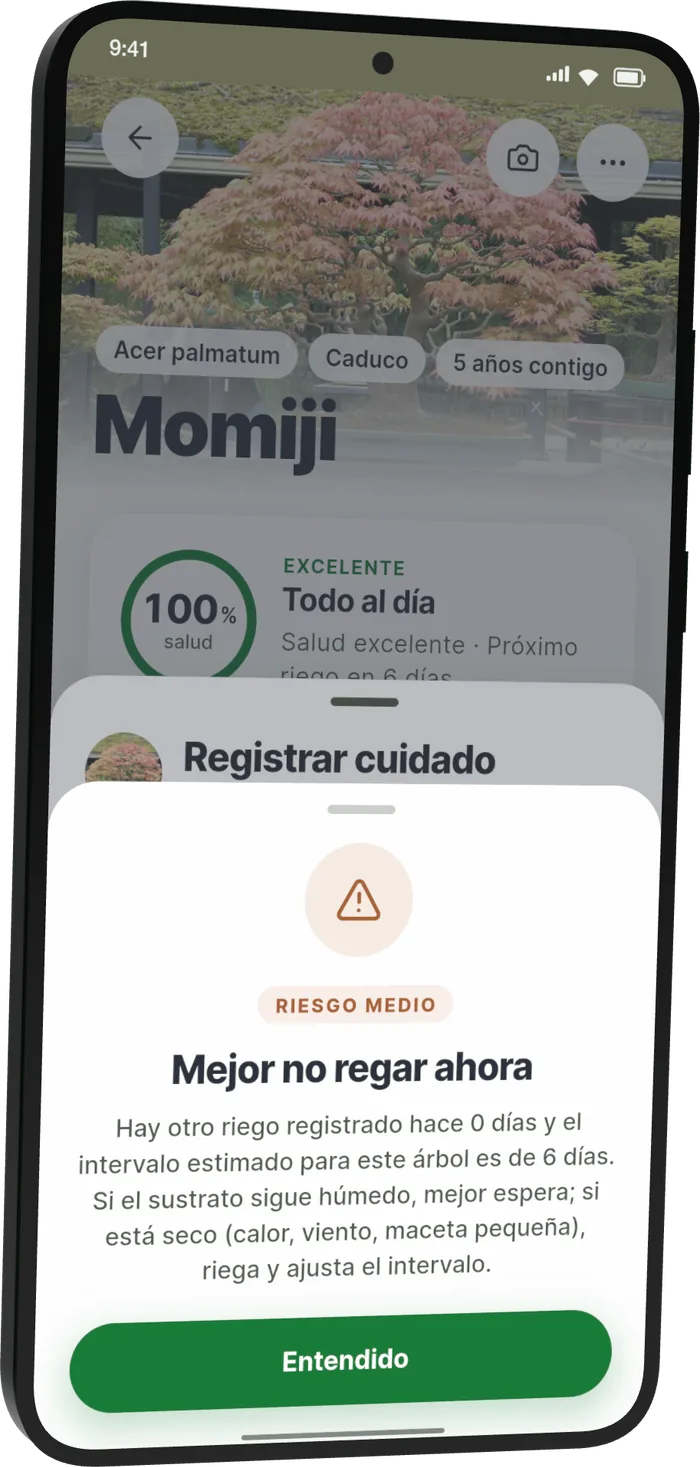 Aviso de Bonsari al registrar riego a Momiji: «Mejor no regar ahora». Ya hay un riego registrado y el intervalo estimado para este árbol es de 6 días. Si el sustrato sigue húmedo, mejor espera; si está seco, riega y ajusta el intervalo.