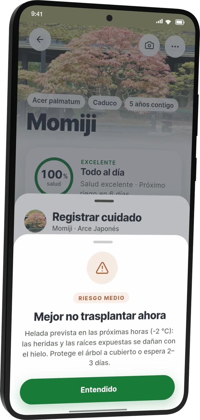 Aviso de Bonsari al registrar trasplante a Momiji: «Mejor no trasplantar ahora». Helada prevista en las próximas horas (−2 °C): las heridas y las raíces expuestas se dañan con el hielo. Protege el árbol a cubierto o espera 2–3 días.