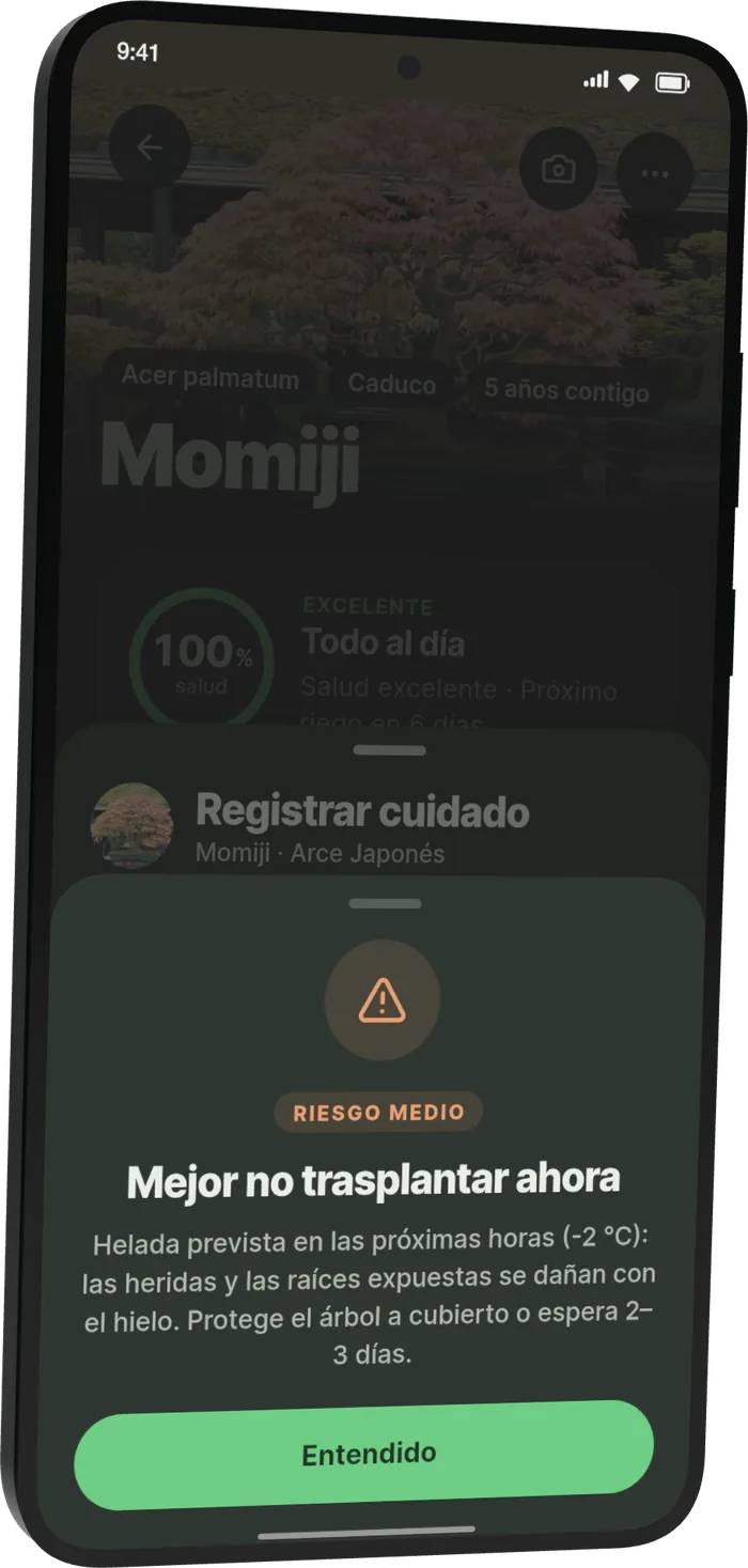 Aviso de Bonsari al registrar trasplante a Momiji: «Mejor no trasplantar ahora». Helada prevista en las próximas horas (−2 °C): las heridas y las raíces expuestas se dañan con el hielo. Protege el árbol a cubierto o espera 2–3 días.